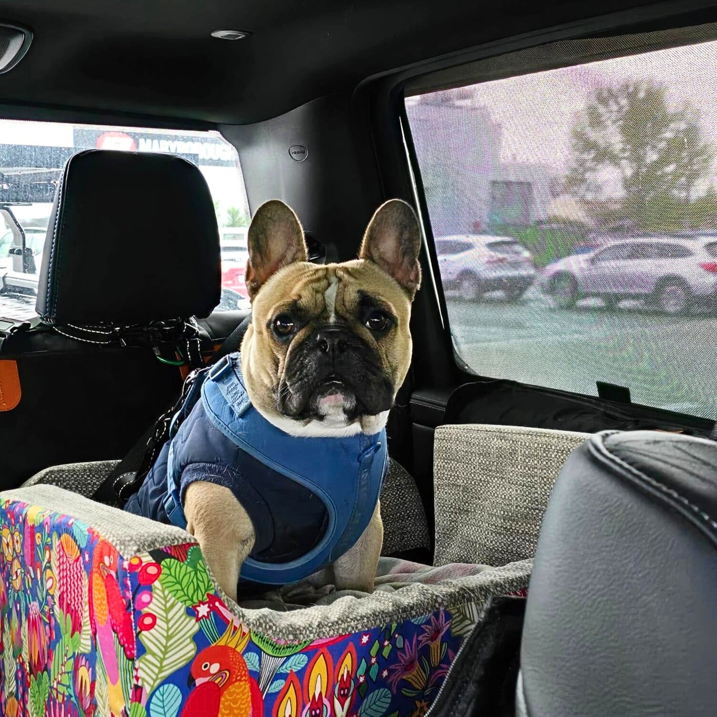 Birds and Banksia Custom Dog Booster Car Seat