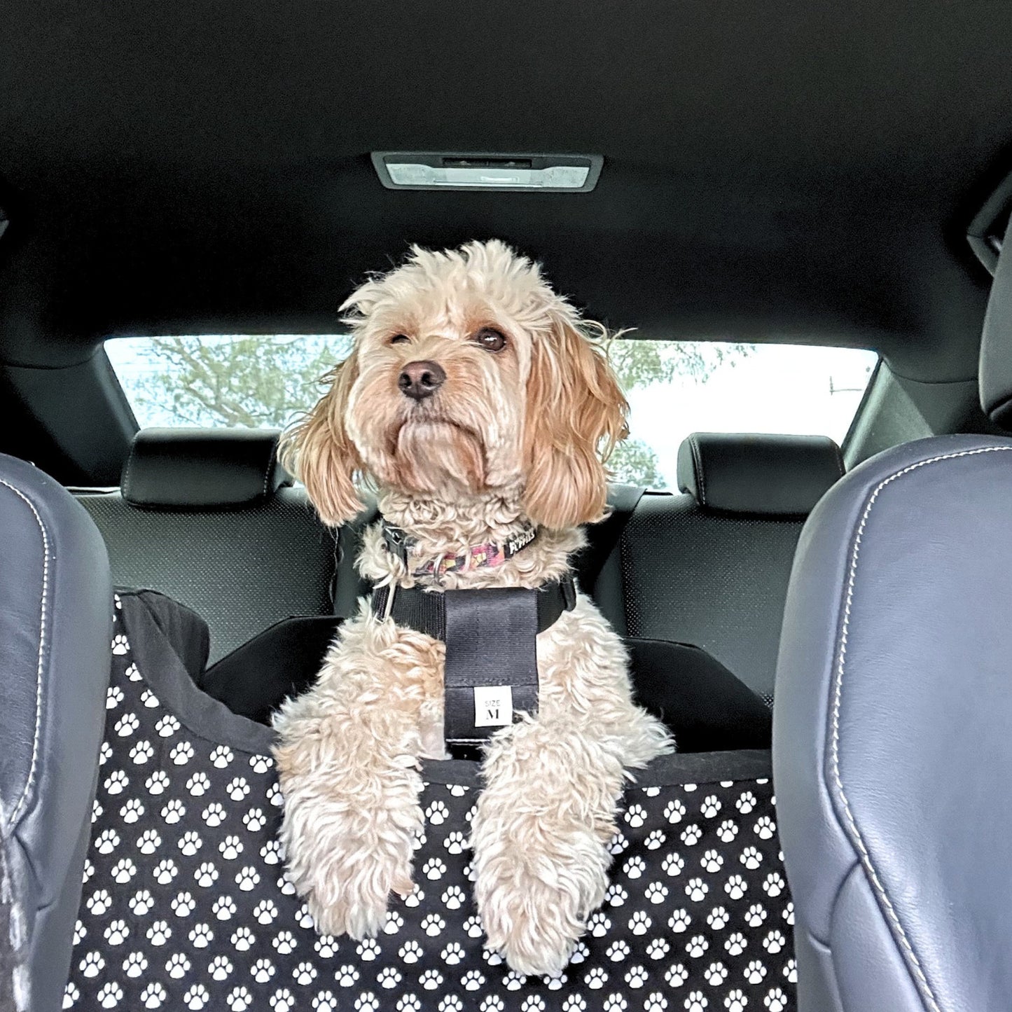 B&W Paws Custom Dog Booster Car Seat - Best Seller