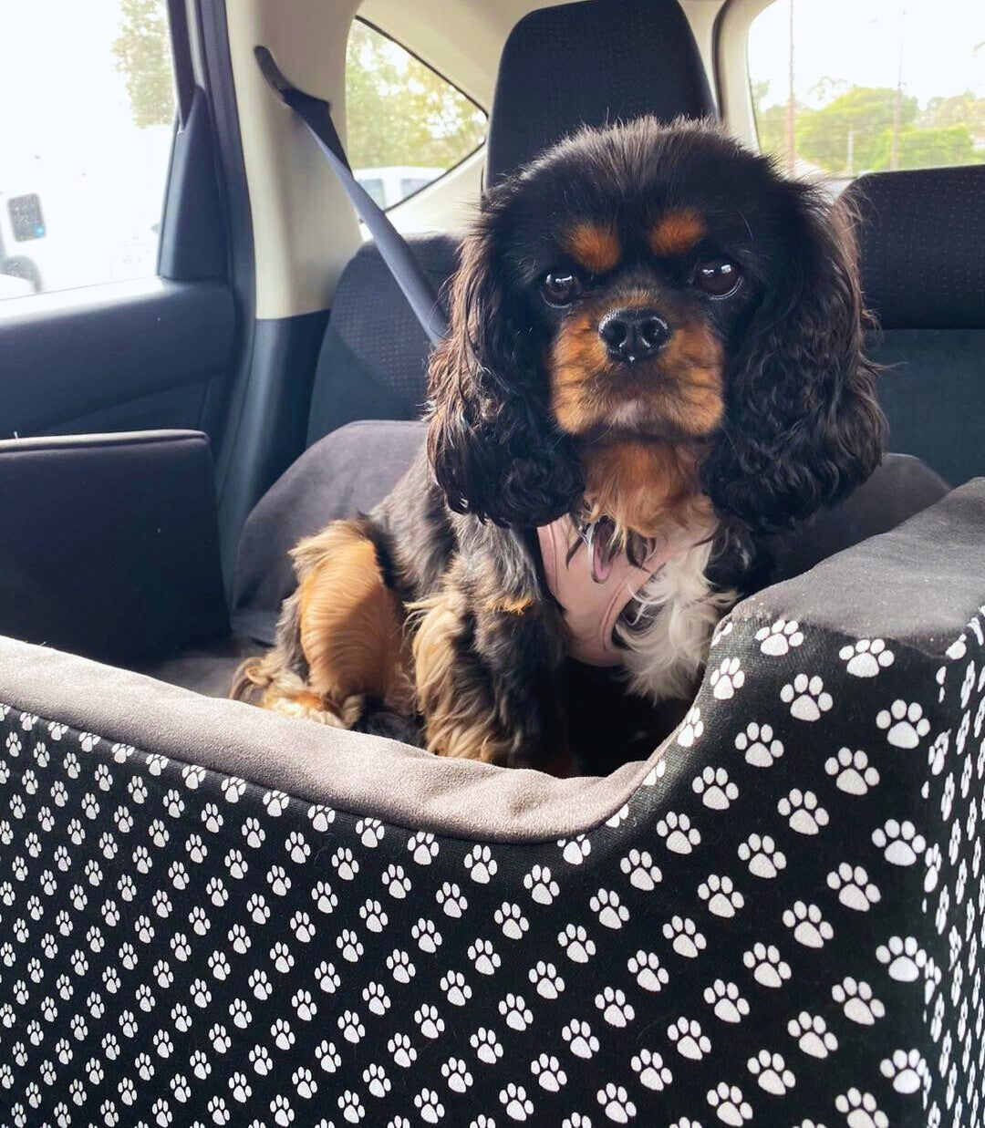 B&W Paws Custom Dog Booster Car Seat - Best Seller
